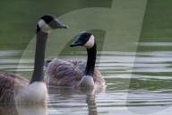 Wildlife At The Oxbow Nature Conservancy