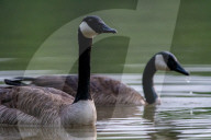 Wildlife At The Oxbow Nature Conservancy