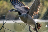 Wildlife At The Oxbow Nature Conservancy