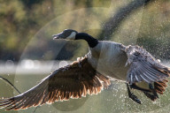 Wildlife At The Oxbow Nature Conservancy