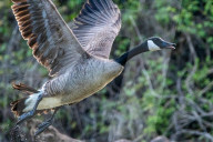 Wildlife At The Oxbow Nature Conservancy