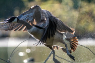 Wildlife At The Oxbow Nature Conservancy