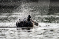 Wildlife At The Oxbow Nature Conservancy