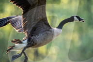 Wildlife At The Oxbow Nature Conservancy