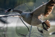 Wildlife At The Oxbow Nature Conservancy