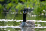 Wildlife At The Oxbow Nature Conservancy