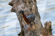 Wildlife At The Oxbow Nature Conservancy