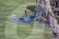 Wildlife At The Oxbow Nature Conservancy