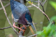 Wildlife At The Oxbow Nature Conservancy