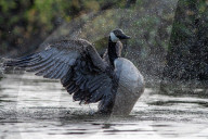 Wildlife At The Oxbow Nature Conservancy