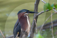 Wildlife At The Oxbow Nature Conservancy