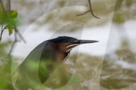 Wildlife At The Oxbow Nature Conservancy