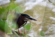 Wildlife At The Oxbow Nature Conservancy