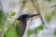 Wildlife At The Oxbow Nature Conservancy