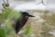 Wildlife At The Oxbow Nature Conservancy