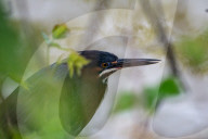 Wildlife At The Oxbow Nature Conservancy