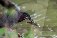 Wildlife At The Oxbow Nature Conservancy