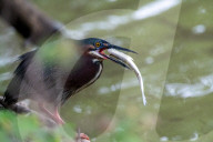 Wildlife At The Oxbow Nature Conservancy