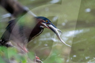 Wildlife At The Oxbow Nature Conservancy