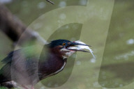 Wildlife At The Oxbow Nature Conservancy