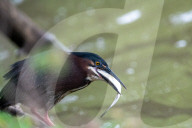 Wildlife At The Oxbow Nature Conservancy