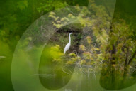 Wildlife At The Oxbow Nature Conservancy