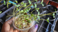 Flax Seed Seedlings Being Grown During The Spring Season In Toronto