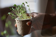 Flax Seed Seedlings Being Grown During The Spring Season In Toronto