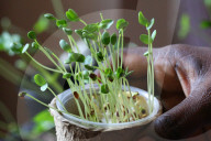 Flax Seed Seedlings Being Grown During The Spring Season In Toronto
