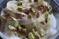 Flax Seed Seedlings Being Grown During The Spring Season In Toronto