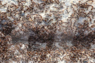 Thousands Of Ants