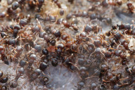 Thousands Of Ants