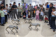 Robot Dog
