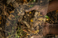 Cultivating Indonesian Spices In Patumbak 