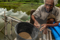 Cultivating Indonesian Spices In Patumbak 