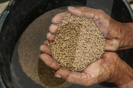 Cultivating Indonesian Spices In Patumbak 
