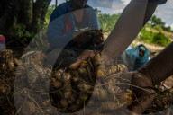 Cultivating Indonesian Spices In Patumbak 
