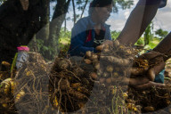 Cultivating Indonesian Spices In Patumbak 