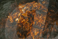 Cultivating Indonesian Spices In Patumbak 