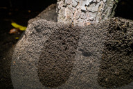 Black Ants Are Digging Soil Sides Of The Roots Of A Tree - Animal India