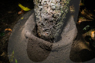 Black Ants Are Digging Soil Sides Of The Roots Of A Tree - Animal India