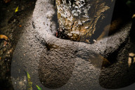 Black Ants Are Digging Soil Sides Of The Roots Of A Tree - Animal India