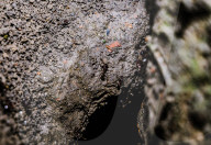 Black Ants Are Digging Soil Sides Of The Roots Of A Tree - Animal India