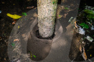 Black Ants Are Digging Soil Sides Of The Roots Of A Tree - Animal India