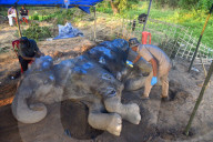 Injured Domestic Elephant In Assam
