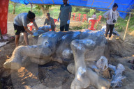 Injured Domestic Elephant In Assam