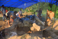 Injured Domestic Elephant In Assam