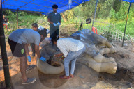Injured Domestic Elephant In Assam