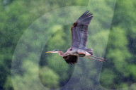 Osprey And Blue Heron Hunting At The Oxbow Nature Conservancy