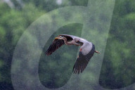 Osprey And Blue Heron Hunting At The Oxbow Nature Conservancy